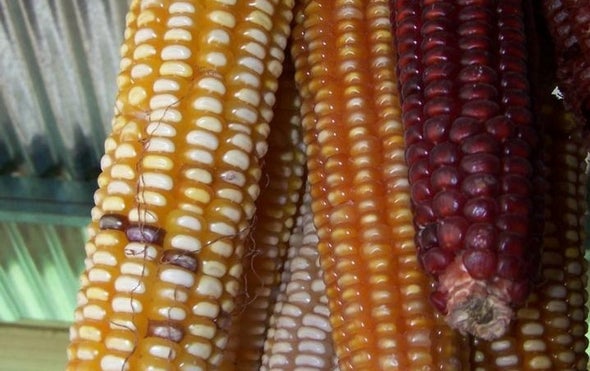 Corn Variety Grabs Fertilizer from the Air