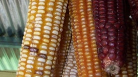 Corn Variety Grabs Fertilizer from the Air