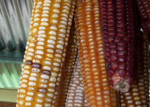 Corn Variety Grabs Fertilizer from the Air