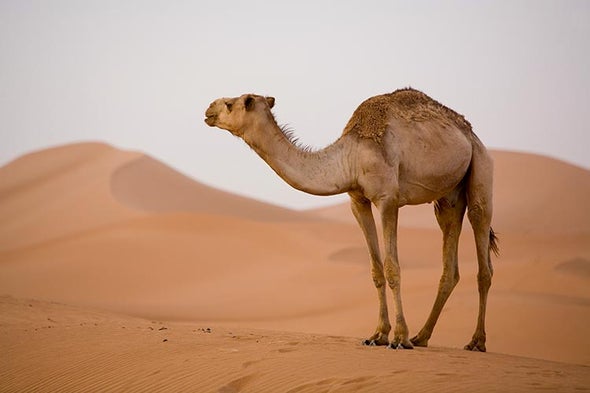 MERS Vaccine Protects Camels, Which Is Good for People