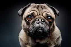 Domestication Made Dogs' Facial Anatomy More Fetching to Humans