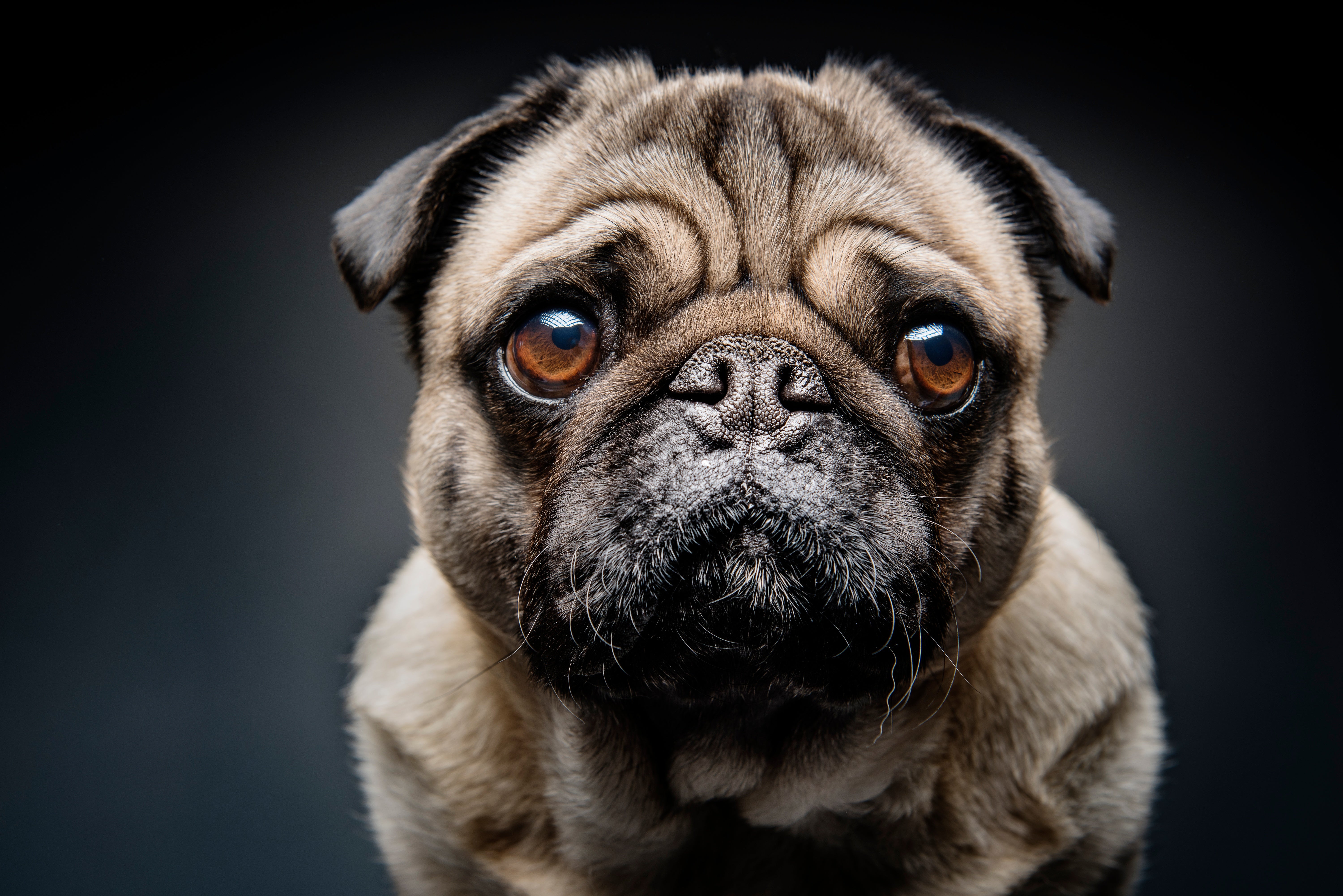 Domestication Made Dogs' Facial Anatomy More Fetching to Humans -  Scientific American
