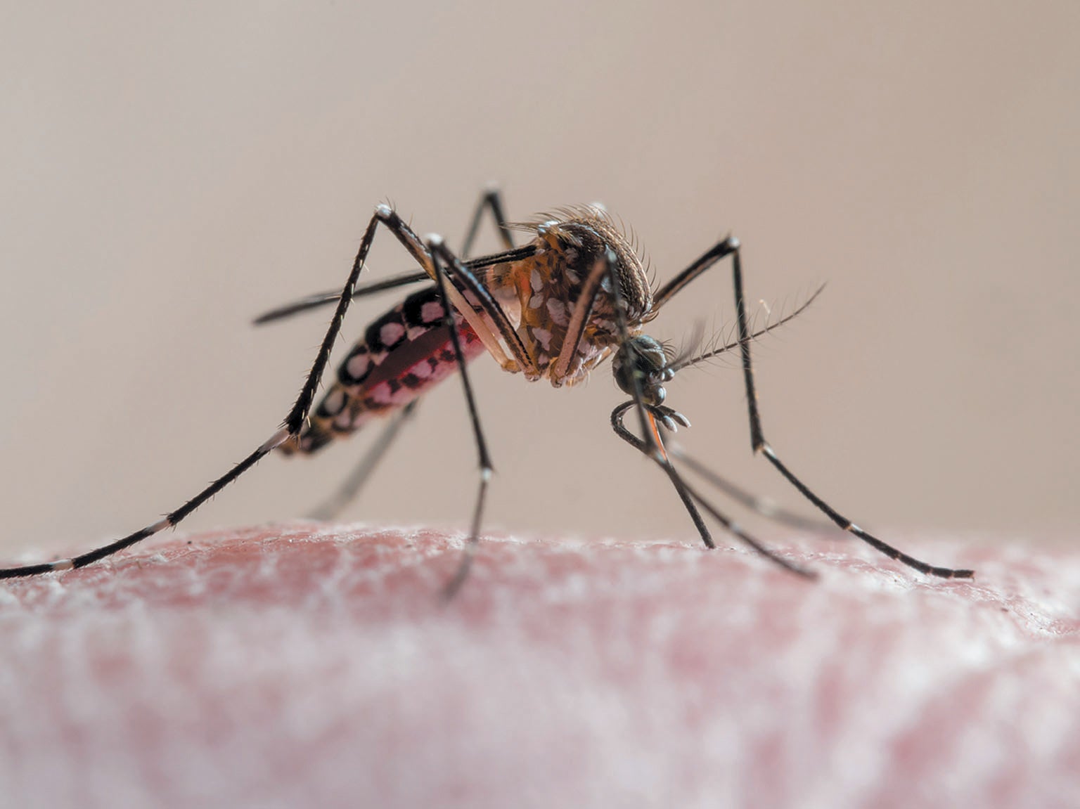 Mosquitoes See Red (Literally) when They Smell Human Breath - Scientific  American