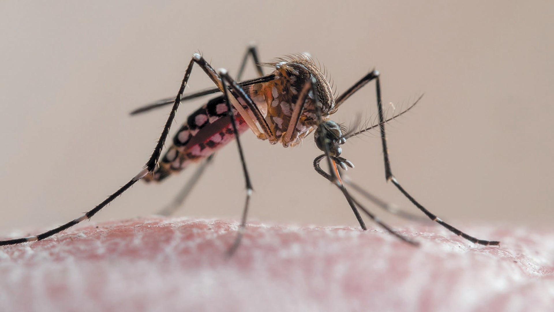 do mosquitoes like cigarette smoke Mosquitoes See Red (Literally) when They Smell Human Breath