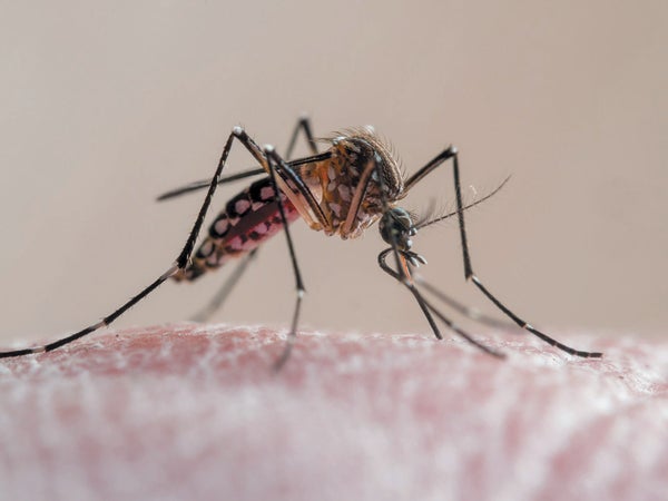 Mosquito (Aedes aegypti).