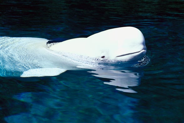 Alaskan Beluga Whales Ace Hearing Exam
