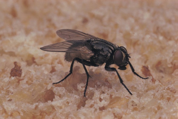 Warming Climate Implies More Flies—and Disease