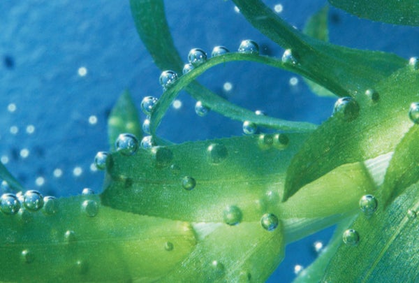 Water bubbles are seen on a submerged plant's leaves.