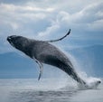 Different Humpback Whale Groups Meet To Jam