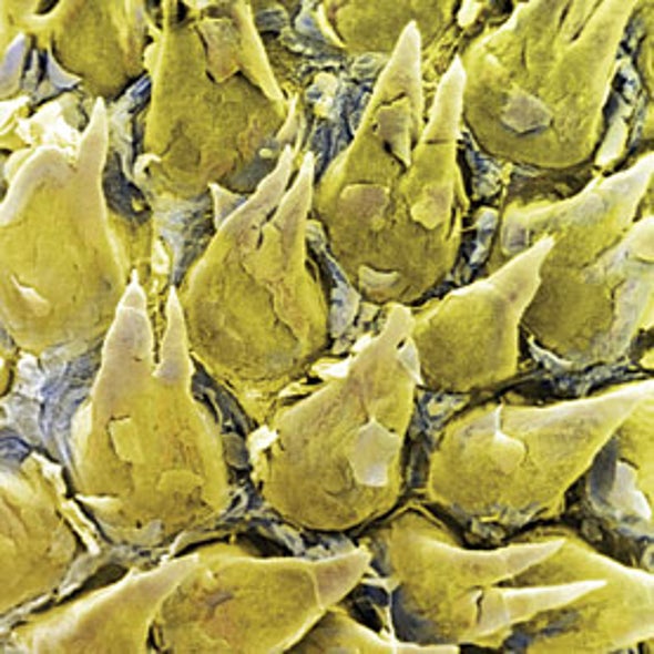 Photo Quiz: What Is It?