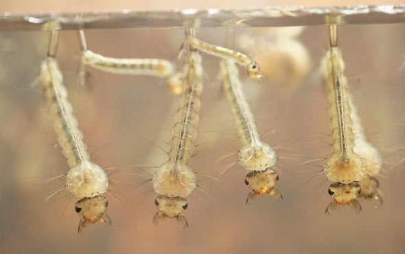 Mosquitoes Could Carry Plastic Particles into the Food Chain