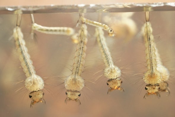 Mosquitoes Could Carry Plastic Particles Into the Food Chain