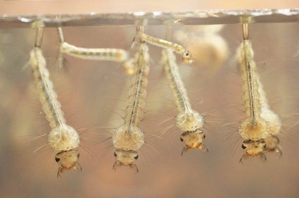 Mosquitoes Could Carry Plastic Particles into the Food Chain