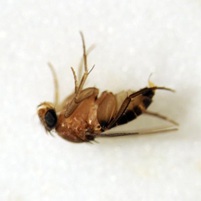 Scuttle Fly Study