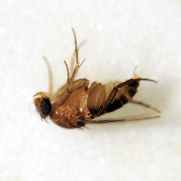 Scuttle Fly Study