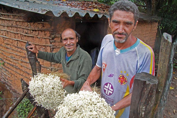 A Flower and a Way of Life in Peril