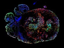 Lab-Grown Monkey Embryos Reveal in 3-D How Organs Begin