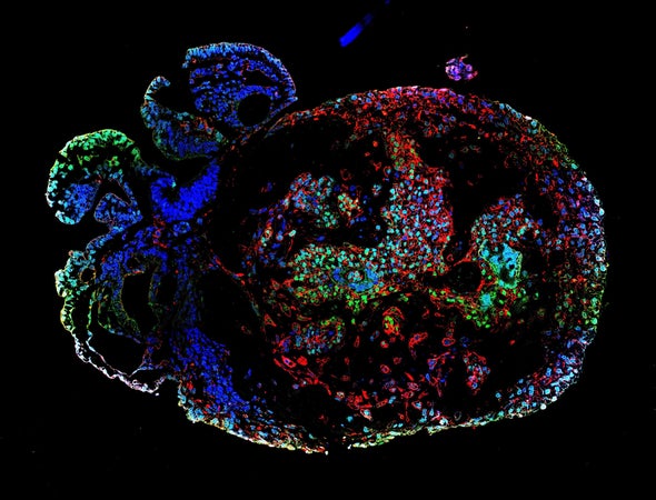 Lab-Grown Monkey Embryos Reveal in 3-D How Organs Begin