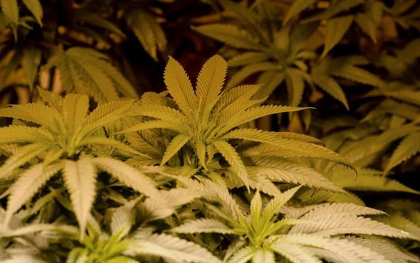 Medical Marijuana Faces Fed's Catch-22