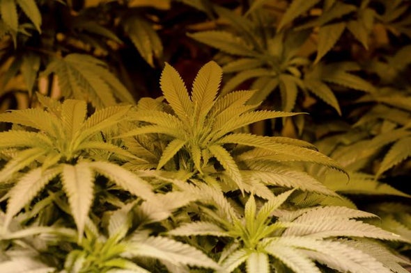 Medical Marijuana Faces Fed's Catch-22