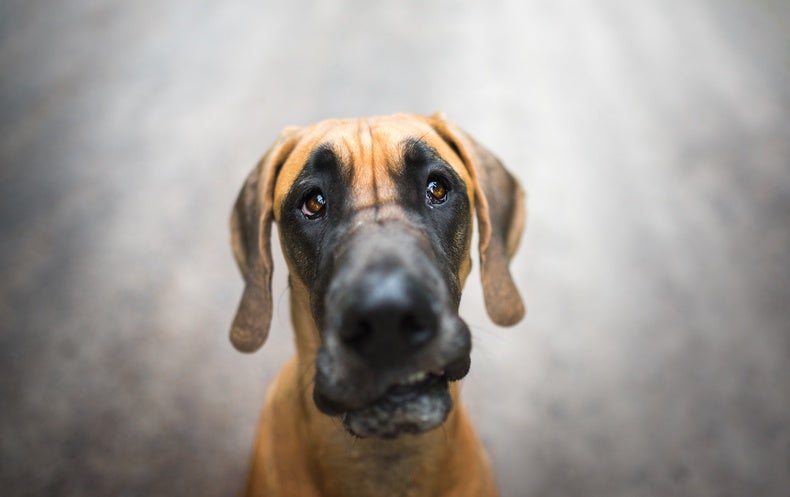 Size, Sex and Breed May Predict Dogs' Cancer Diagnosis - Scientific American