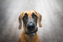 Size, Sex and Breed May Predict Dogs' Cancer Diagnosis