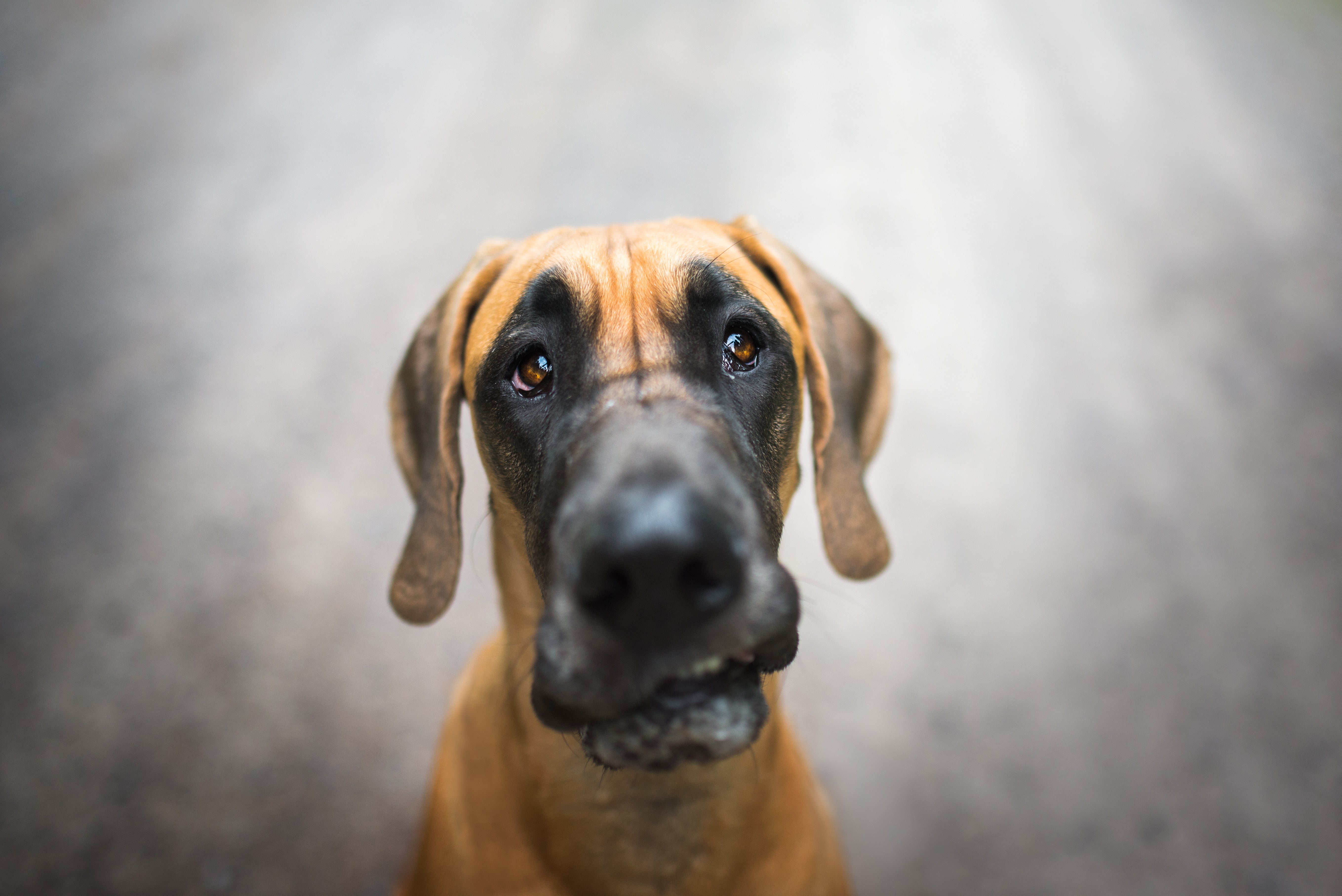 Size, Sex and Breed May Predict Dogs' Cancer Diagnosis - Scientific American