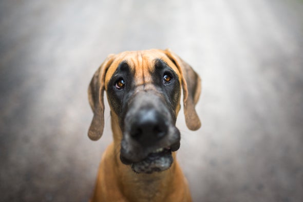 590px x 394px - Size, Sex and Breed May Predict Dogs' Cancer Diagnosis - Scientific American