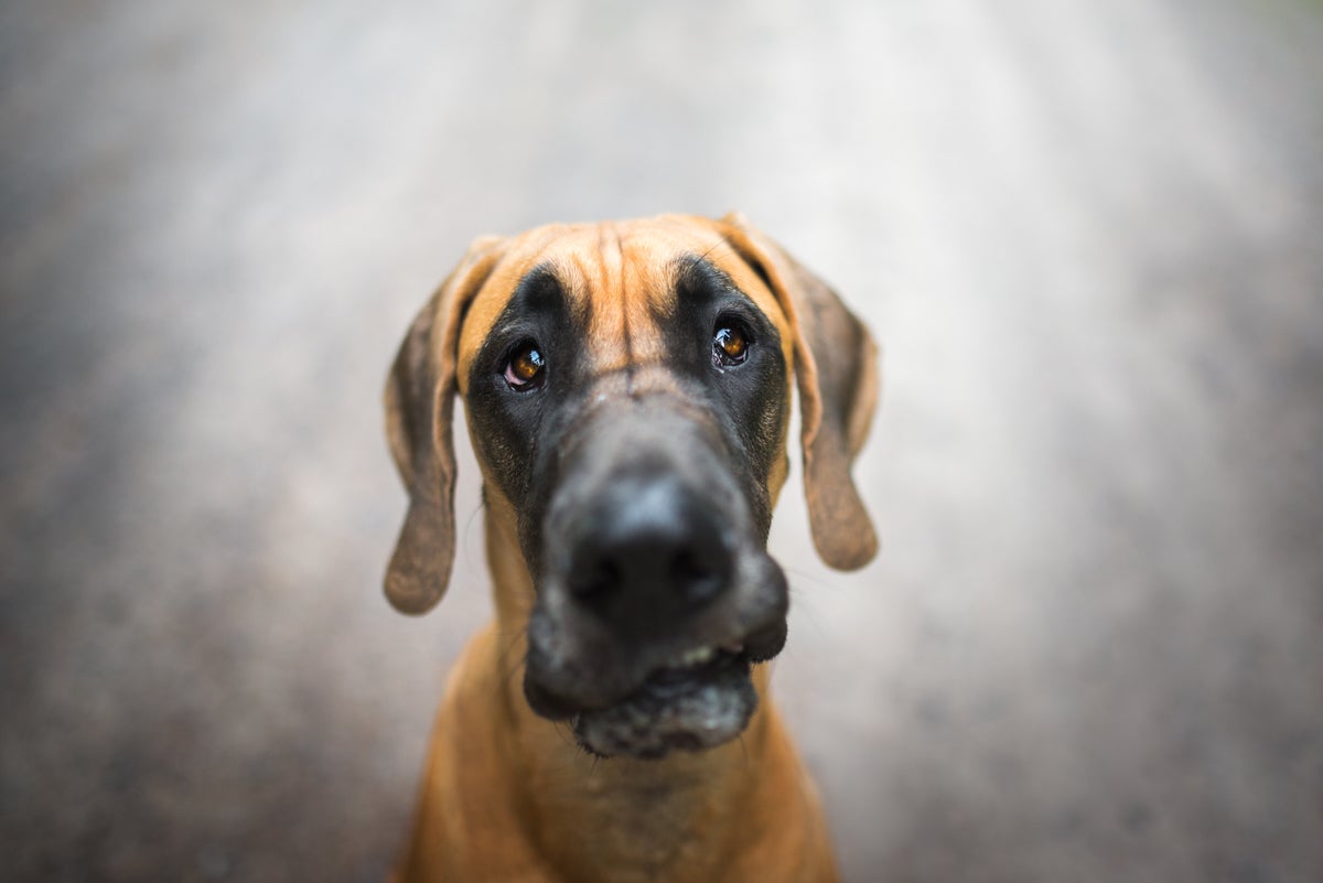 Gril And Dog Xxxpron Video - Size, Sex and Breed May Predict Dogs' Cancer Diagnosis | Scientific American