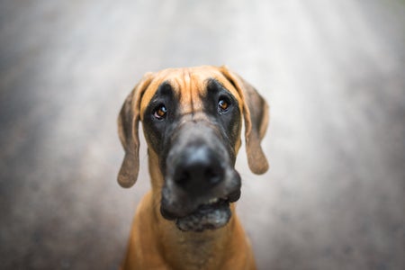 A close-up of a Great Dane looking into the camera.