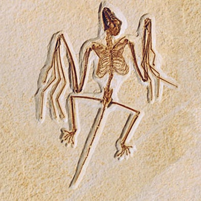 Bats Flew Before They Could Echolocate
