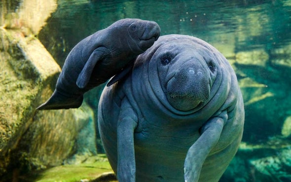 French Zoo Offers Rare Look at Baby Manatee