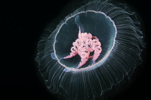 How Jellyfish Became the Ocean's Most Efficient Swimmers