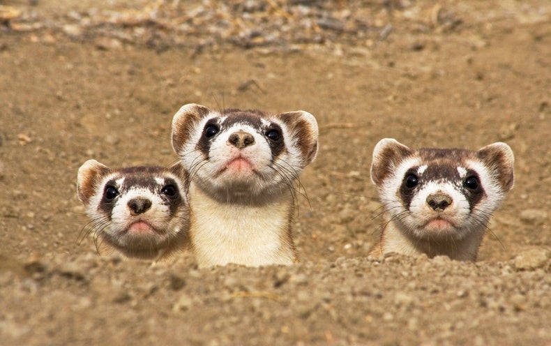 Why Are America's Black-Footed Ferrets Disappearing? - Scientific American