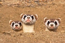 Why Are America's Black-Footed Ferrets Disappearing?