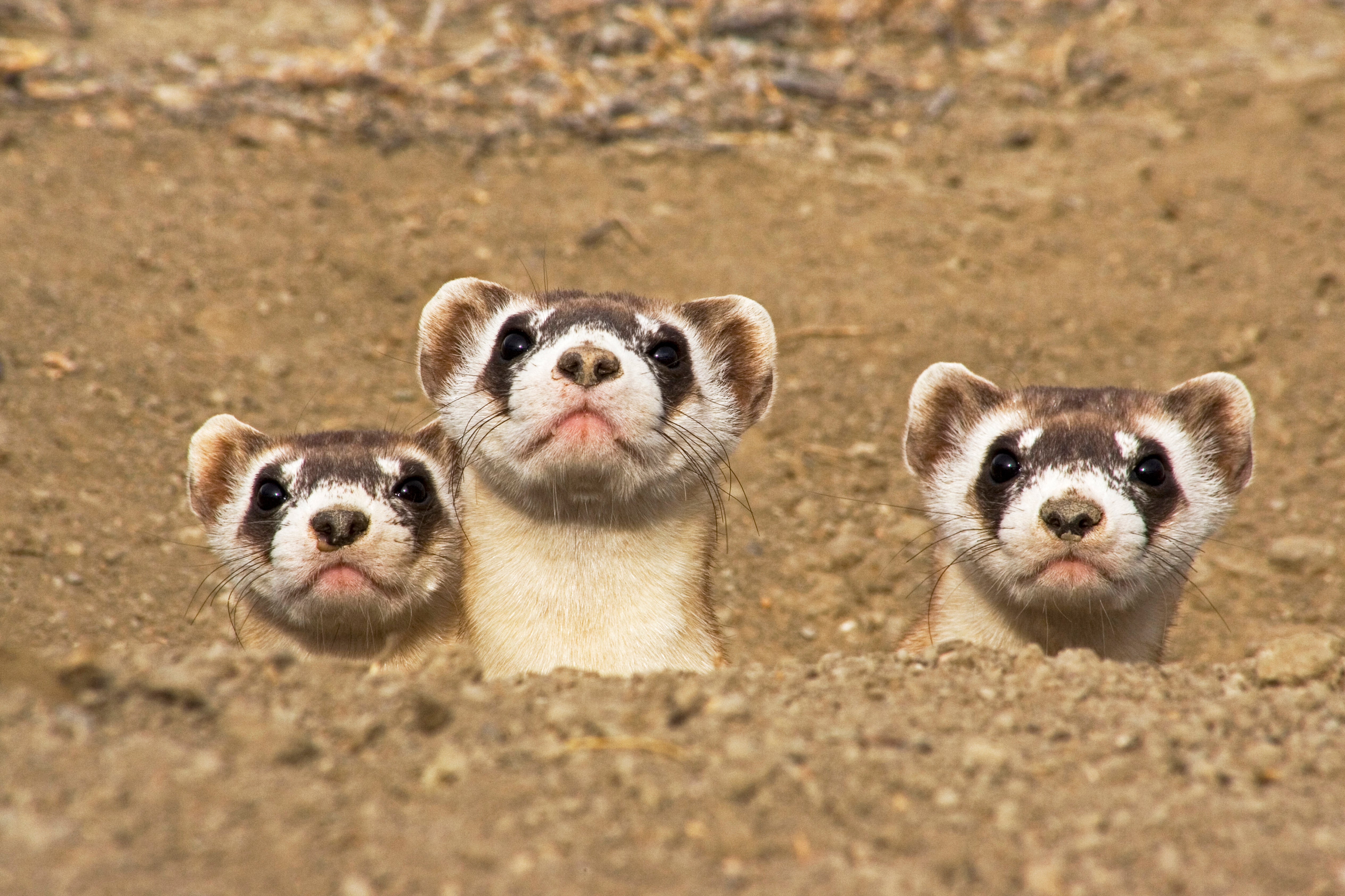 Why Are America's Black-Footed Ferrets Disappearing? - Scientific American
