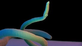The Scientists Fighting for Parasite Conservation
