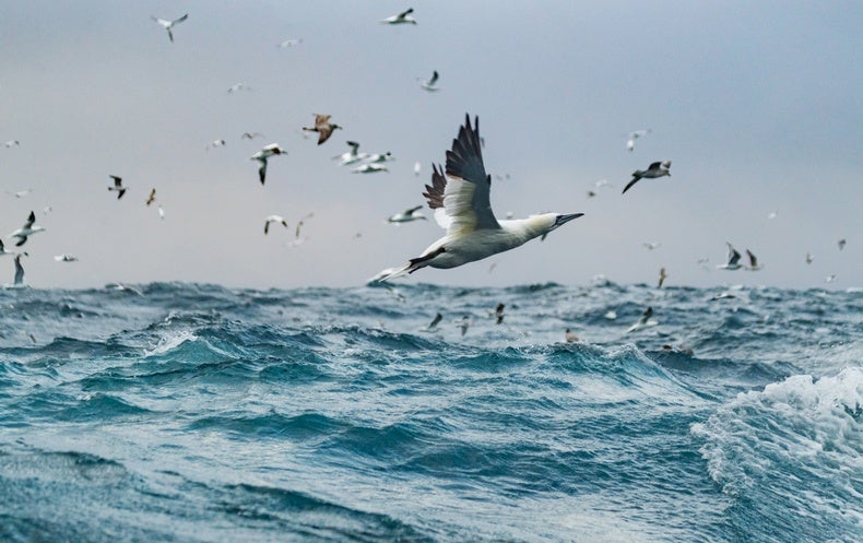 birds diving for fish