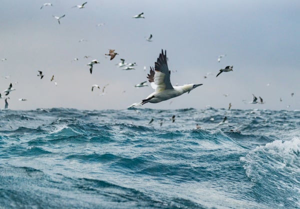 Northern gannet bird dive bomb feeding frenzy in the ocean