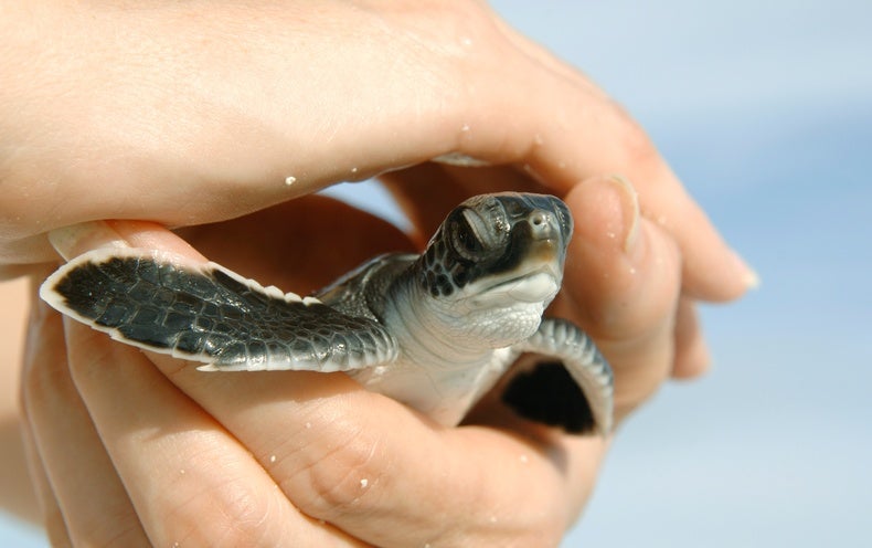 Is Climate Change Producing Too Many Female Sea Turtles? - Scientific 