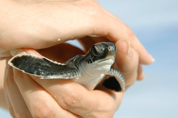Is Climate Change Producing Too Many Female Sea Turtles?