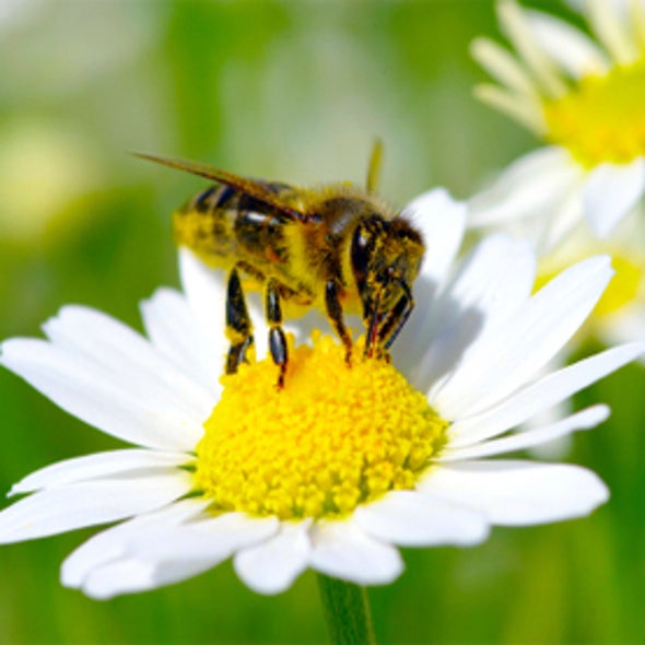 BeeSpotter