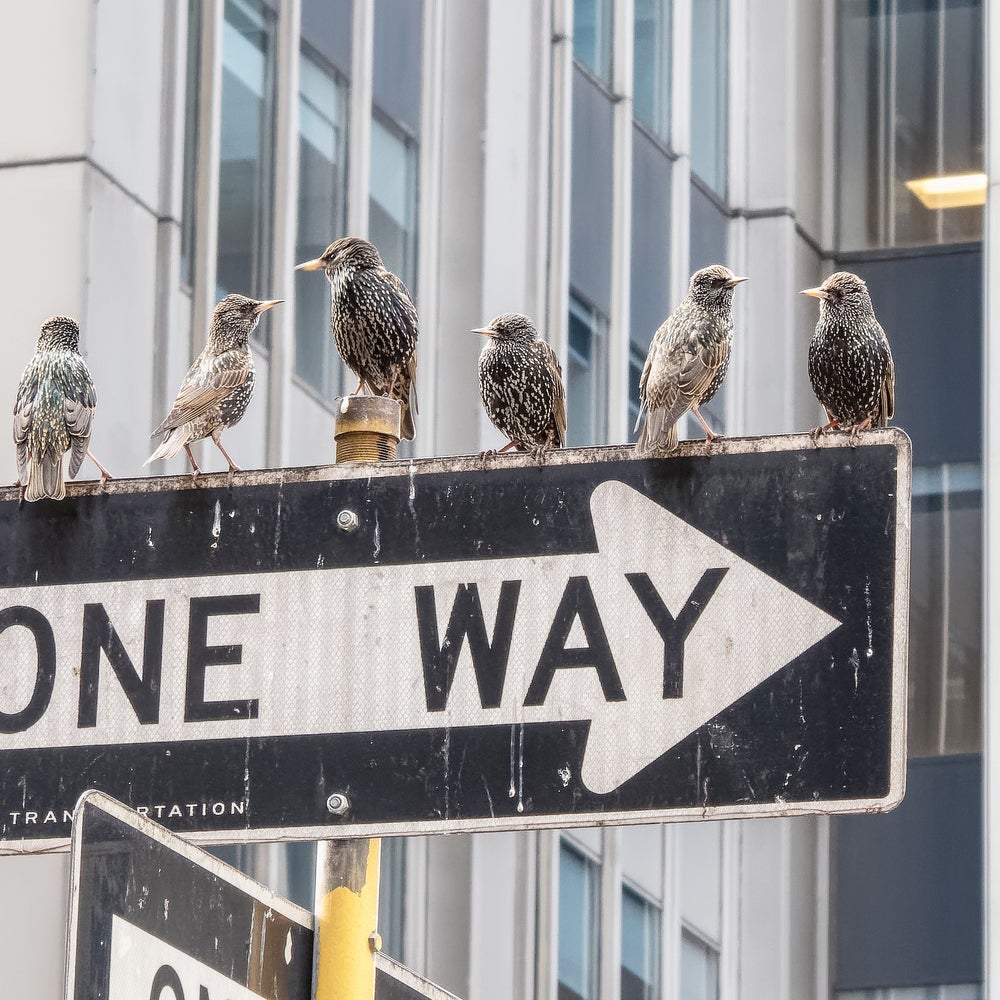 The Delight of Watching Birds on the Streets of New York | Scientific  American