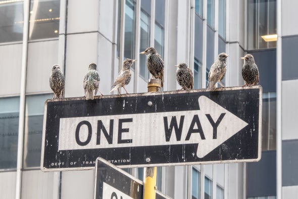 The Delight of Watching Birds on the Streets of New York - Scientific American