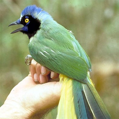 Bird Nerds: Using the Web to Net Our Feathered Friends