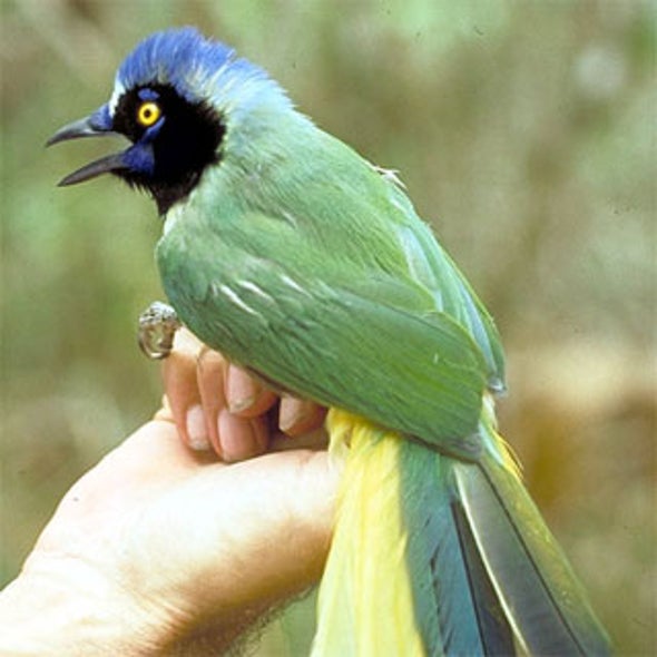 Bird Nerds: Using the Web to Net Our Feathered Friends