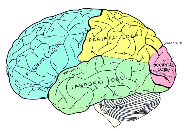Can Your Brain Really Be "Full"?