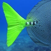 Tail of Yellowtail Surgeonfish