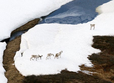 Aerial view of caribous in melting arctic landscape