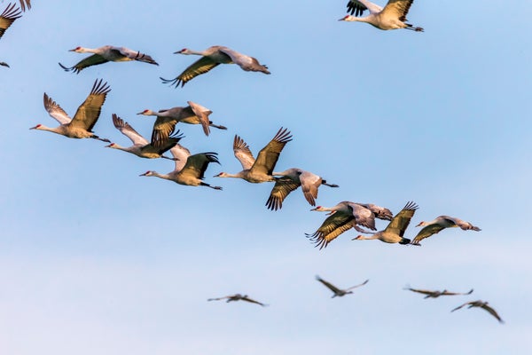 Flock of Sandhill Cranes against blue skies